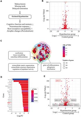 BBS7–SHH Signaling Activity Regulates Primary Cilia for Periodontal Homeostasis